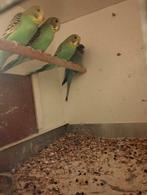 Jonge koppels grasparkieten, Meerdere dieren, Parkiet, Geringd