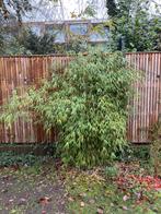 Niet-woekerende bamboe - Zelf uitgraven!, Vaste plant, Siergrassen, Ophalen of Verzenden, Bloeit niet