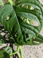 Monstera adansonii stek, Huis en Inrichting, Kamerplanten, Ophalen of Verzenden
