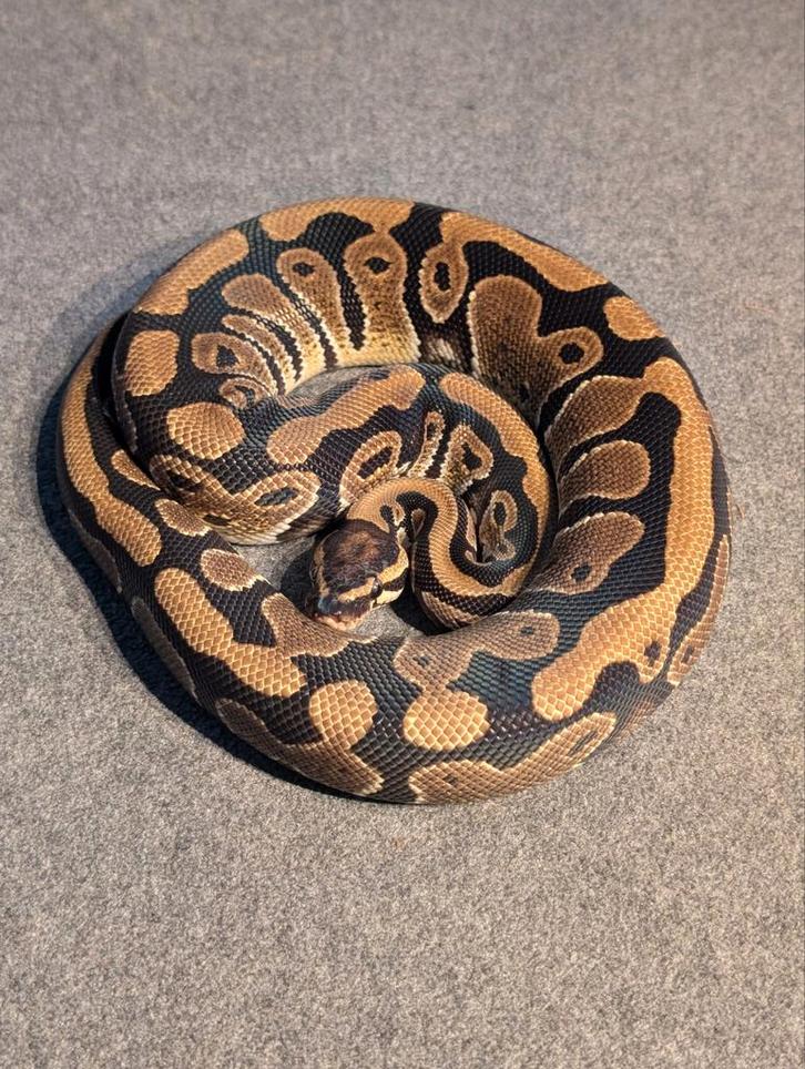 1.0 het Piebald Ball Python Regius Ball Python - male for sale from M. Beekmans