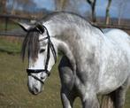 Lieve pre andalusier merrie, Merrie, Zadelmak, 3 tot 6 jaar, 160 tot 165 cm