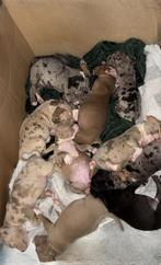 Amerikaanse bully xl, Dieren en Toebehoren, Overige rassen, 8 tot 15 weken, Meerdere, Meerdere dieren