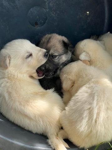 Nestje pups kruising witte herder x ridgeback beschikbaar voor biedingen