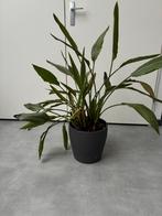 Strelitzia reginae (paradijsvogelplant) met bloemen, Tuin en Terras, Planten | Tuinplanten, Ophalen of Verzenden, Overige soorten