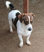 Rana zoekt baasje, Dieren en Toebehoren, Honden | Niet-rashonden, Rabiës (hondsdolheid), 15 weken tot 1 jaar, Teef, Eén hond