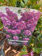Lagerstroemia indica purple star nu 30% korting !!, Ophalen, Zomer, Overige soorten, Volle zon