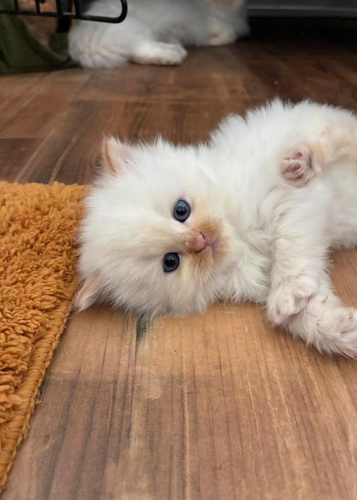 perzische kitten, Dieren en Toebehoren, Katten en Kittens | Raskatten | Langhaar, Meerdere dieren, Ingeënt