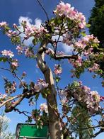 Oude karakteristieke Appelbomen, Elstar en Breaburn, Ophalen, Lente, Volle zon, Appelboom