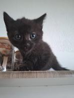 Lieve kittens 7 weekjes oud.. halve Noorse boskat, Dieren en Toebehoren, Katten en Kittens | Raskatten | Korthaar, Kater, Ontwormd