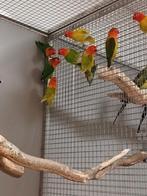 Vele soorten vogels vanavond geopend van half 7 tot 9 uur, Dieren en Toebehoren