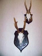 groot ree gewei uit Schotland 1993, Ophalen of Verzenden, Zo goed als nieuw, Hert, Gewei of Kop
