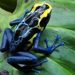 Dendrobates tinctorius 'Robertus' en vele andere varianten, Dieren en Toebehoren, Reptielen en Amfibieën, 0 tot 2 jaar