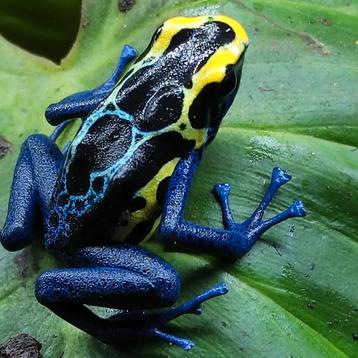 Dendrobates tinctorius 'Robertus' en vele andere varianten 