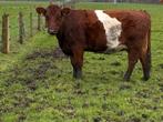 Lakenvelder koe, Dieren en Toebehoren, Runderen, Vrouwelijk, 0 tot 2 jaar