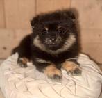 Pomeriaan pup, Dieren en Toebehoren, Overige rassen, 8 tot 15 weken, Teef, Meerdere