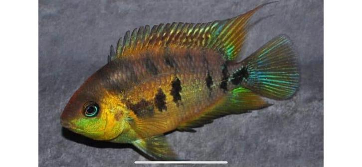 Cryptoheros Altoflavus - vrouw (bewezen), Dieren en Toebehoren, Vissen | Aquariumvissen, Vis