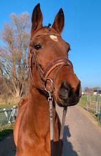 Super lieve en brave 4 jarige merrie!, Dieren en Toebehoren, Paarden, Merrie, 3 tot 6 jaar, Gechipt, 160 tot 165 cm