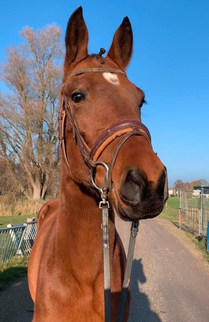 Super lieve en brave 4 jarige merrie!, Dieren en Toebehoren, Paarden, Merrie, Onbeleerd, 160 tot 165 cm, 3 tot 6 jaar, Recreatiepaard