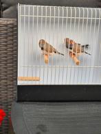3 zebravinken bleekrug grijs man 2025 geringt, Dieren en Toebehoren, Vogels | Overige Vogels, Mannelijk, Tropenvogel