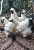 Zijdehoender GROOT haan gezocht, Dieren en Toebehoren, Pluimvee, Mannelijk, Kip