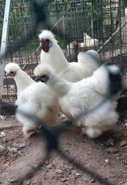 Zijdehoender GROOT haan gezocht, Dieren en Toebehoren, Pluimvee, Kip, Mannelijk