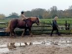 De aller liefste Tinker ,1..62., Dieren en Toebehoren, Pony's, Merrie
