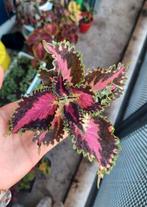 Coleus Pink River, Ophalen of Verzenden, Overige soorten, Minder dan 100 cm