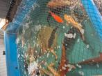Kois  vanaf  20 euro, Dieren en Toebehoren, Karper of Koi