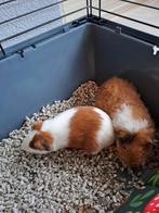 2 leuke, lieve jonge knuffelbeertjes, Cavia, Mannelijk, November, Tam