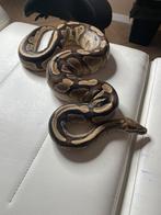 Python man 6 jaar oud, Dieren en Toebehoren
