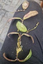 Hoya Siggilatus Big Leaf stekjes, Huis en Inrichting, Kamerplanten, Ophalen of Verzenden, Overige soorten, Minder dan 100 cm