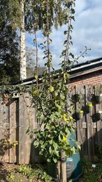 Pruimenboompje, heerlijke paarse pruimen, Ophalen, Volle zon, Overige soorten, Minder dan 100 cm