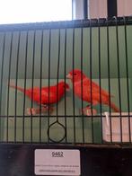 Kleur  Kanarie te koop, Dieren en Toebehoren, Meerdere dieren, Kleurkanarie