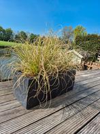 Plantenbak beton antraciet met pampasgras 95bx35dx35h, Tuin en Terras, Ophalen, Zomer, Kruiden, Volle zon