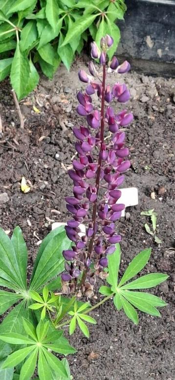 Lupine Russel Hybrid 1 kleur beschikbaar voor biedingen