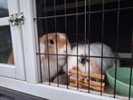 Een heel lief koppel konijnen, Dieren en Toebehoren, Mei, Meerdere dieren, Overige typen, Tam