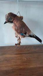 Opgezette vlaamse gaai - uitstekende staat taxidermie, Verzamelen, Dierenverzamelingen, Ophalen of Verzenden, Zo goed als nieuw