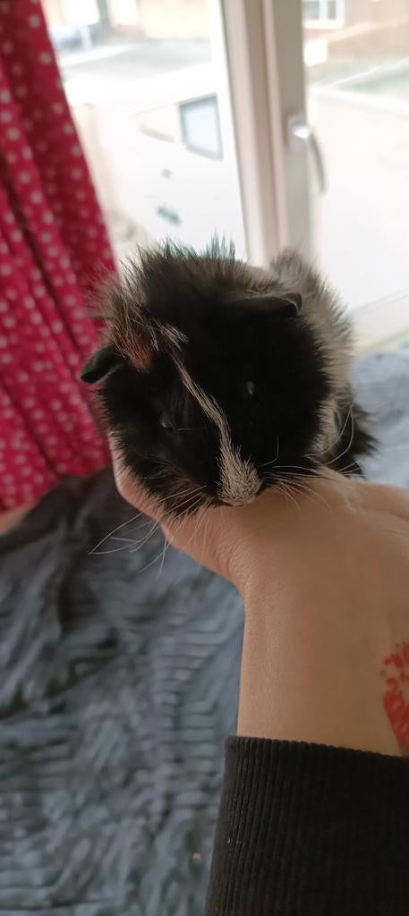 Cavia beertje, Dieren en Toebehoren, Cavia, Mannelijk, Januari, Tam