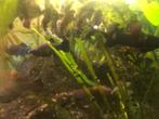Aquarium 120 liter, Dieren en Toebehoren, Vissen | Aquaria en Toebehoren, Ophalen, Gebruikt, Gevuld zoetwateraquarium
