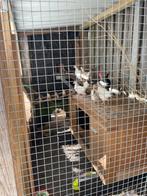 Krielkippen., Dieren en Toebehoren, Vogels | Overige Vogels, Meerdere dieren, Tropenvogel