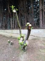 Laurier haag heg tuin terras beplanting planten struiken, Ophalen, Overige soorten, Halfschaduw