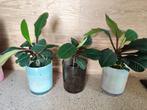 Madagaskar Jewel, Ophalen, Overige soorten, Halfschaduw, In pot