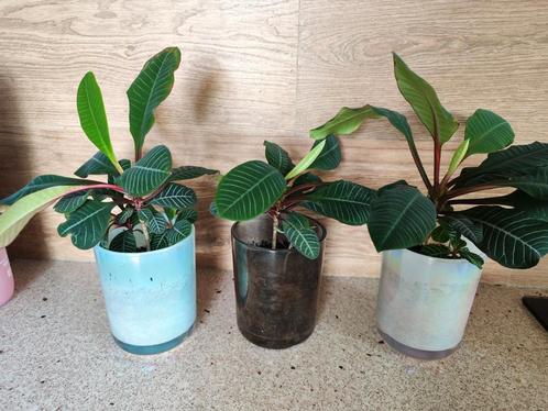 Madagaskar Jewel, Huis en Inrichting, Kamerplanten, Overige soorten, Minder dan 100 cm, Groene kamerplant, Halfschaduw, In pot