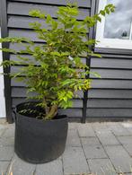 Japanse iep, pre bonsai Ulmus davidiana var. japonica., Ophalen, Overige soorten