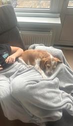 Beagle meid mix verdiend beter, 6 jaar of ouder, België, Beagle, Particulier