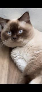 Dekkater Britse korthaar wit met donkere snoetje, Dieren en Toebehoren, Katten en Kittens | Dekkaters