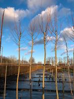 Salix alba / knotwilg, Tuin en Terras, Planten | Bomen, Ophalen