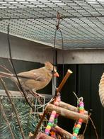 Koppel kardinalen, Dieren en Toebehoren, Vogels | Overige Vogels, Meerdere dieren, Wildzangvogel, Geringd