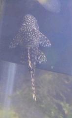 Jonge algeneters, Ancistrus, Borstelneus, Dieren en Toebehoren, Vis