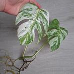 Monstera albo variegata kopstek, Huis en Inrichting, Kamerplanten, Ophalen of Verzenden, Halfschaduw, Minder dan 100 cm